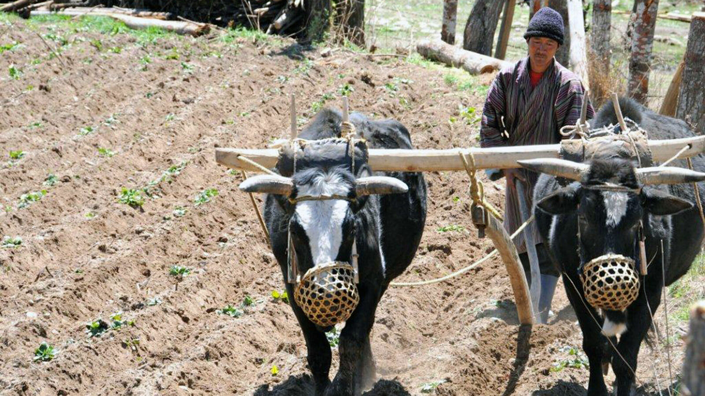 Bhutan dsc 6025