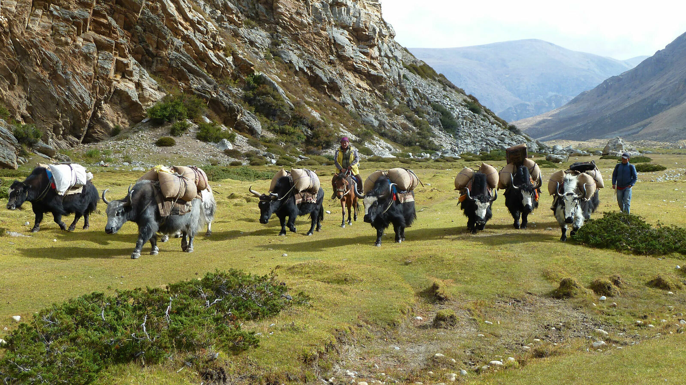 Limi valley way from jang to toling yak caravan from tibet