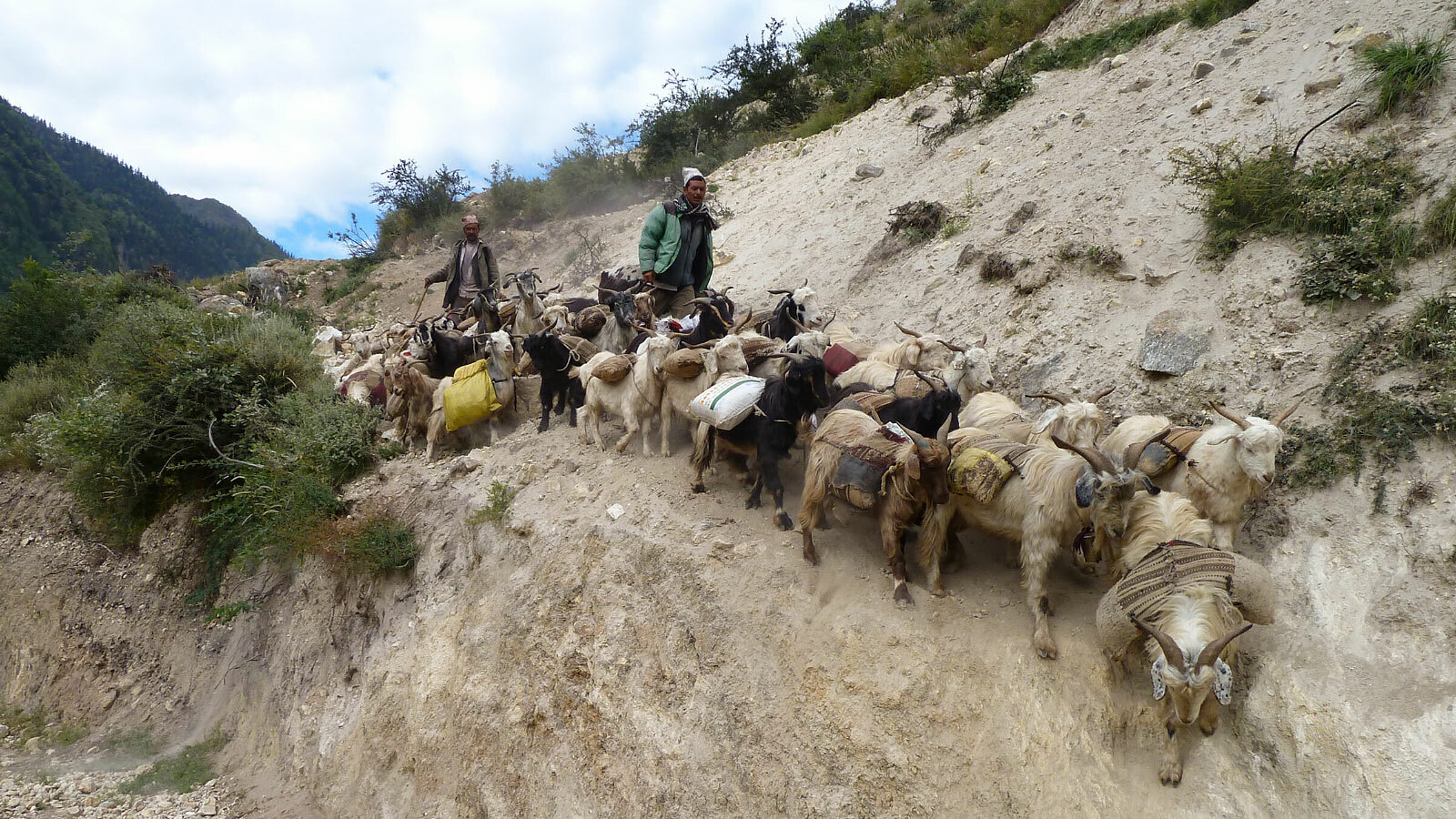 Tibet way to kermi caravan goat