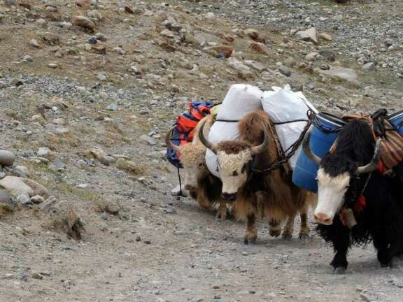 Tibet yaks auf der kailash runde