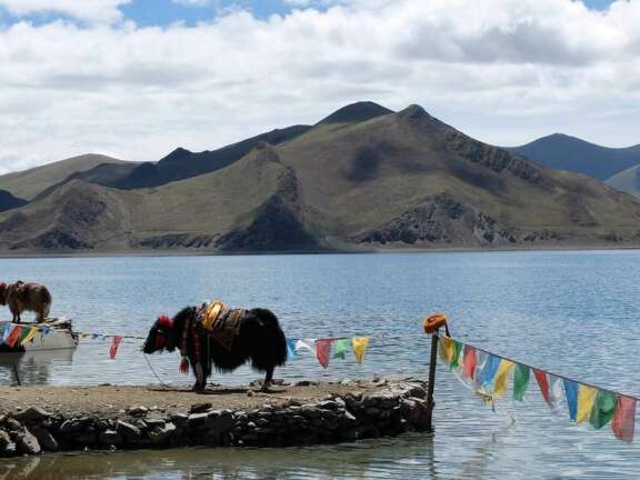 Tibet yamdruk see