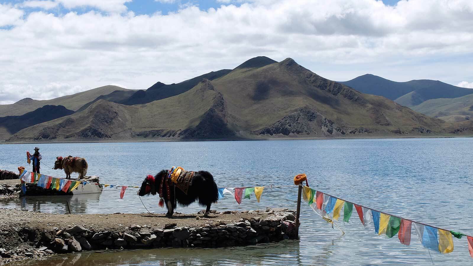 Tibet yamdruk see